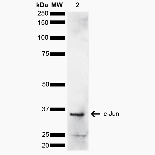 JUN / c-Jun Antibody (APC)