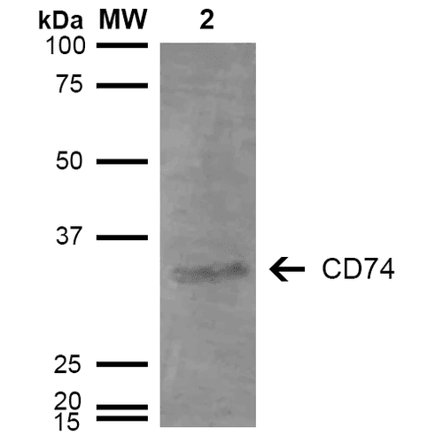 Monoclonal Mouse anti-Human CD74 / CLIP Antibody (clone 3D7, PerCP, WB)