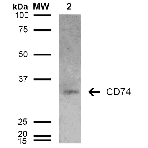 CD74 / CLIP Antibody (clone 6D9, FITC)