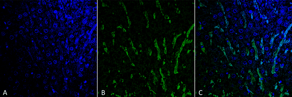 Citrulline Antibody (clone 6C2.1, PerCP)