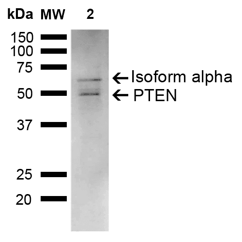 PTEN Antibody (Atto 390)