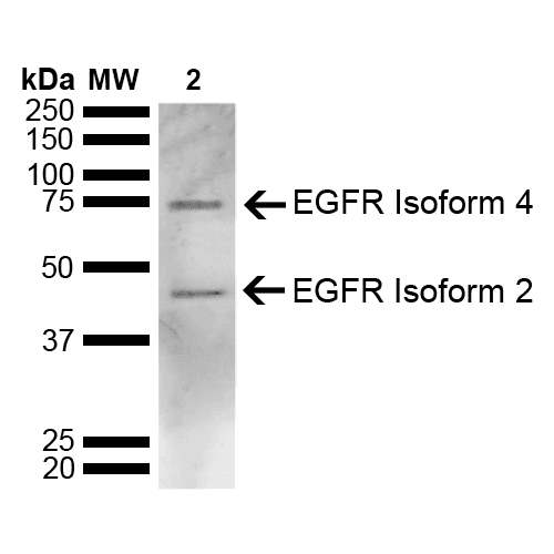 EGFR Antibody (Atto 488)