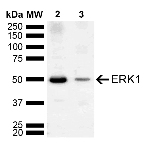 Polyclonal Rabbit anti-Human MAPK3 / ERK1 Antibody (WB)