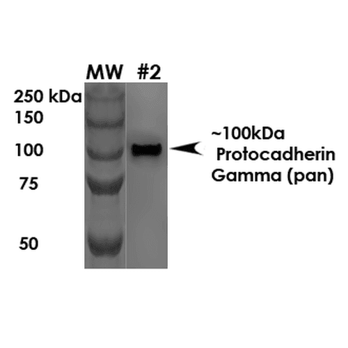 PCDHG / Protocadherin Gamma Antibody (clone S159-5)