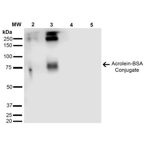 Monoclonal Mouse anti-All species Acrolein Antibody (clone 2H2, PerCP, IF, WB)