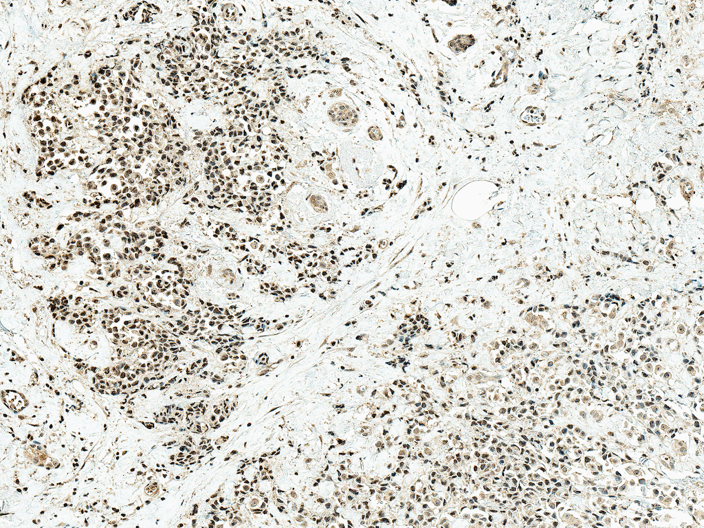 JUN / c-Jun Antibody (Atto 488)