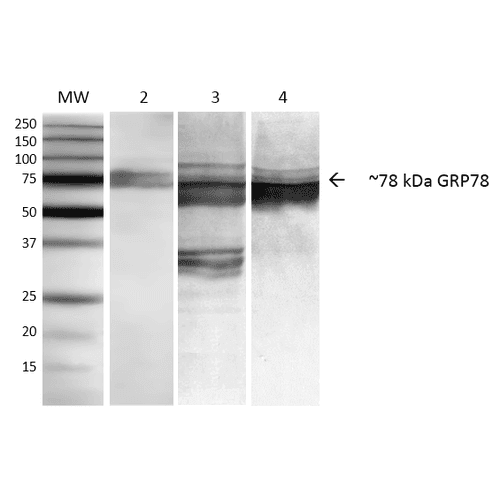 HSPA5 / GRP78 / BiP Antibody (clone 3C5-1A4, APC)