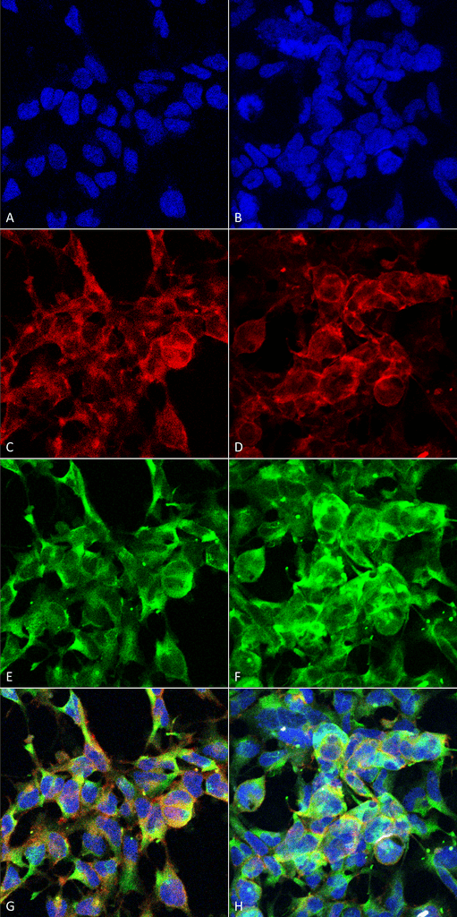 MGO / Methylglyoxal Antibody (clone 9E7, PerCP)