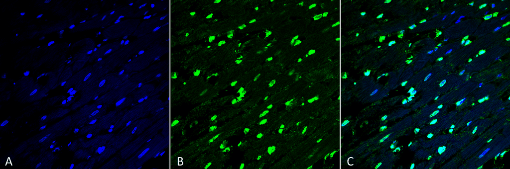 MGO / Methylglyoxal Antibody (clone 9E7, APC)