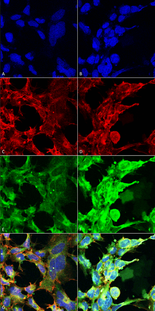 MGO / Methylglyoxal Antibody (clone 9F11)