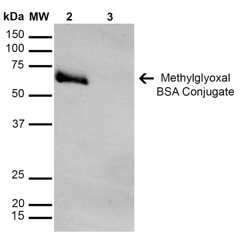 MGO / Methylglyoxal Antibody (clone 9F11)