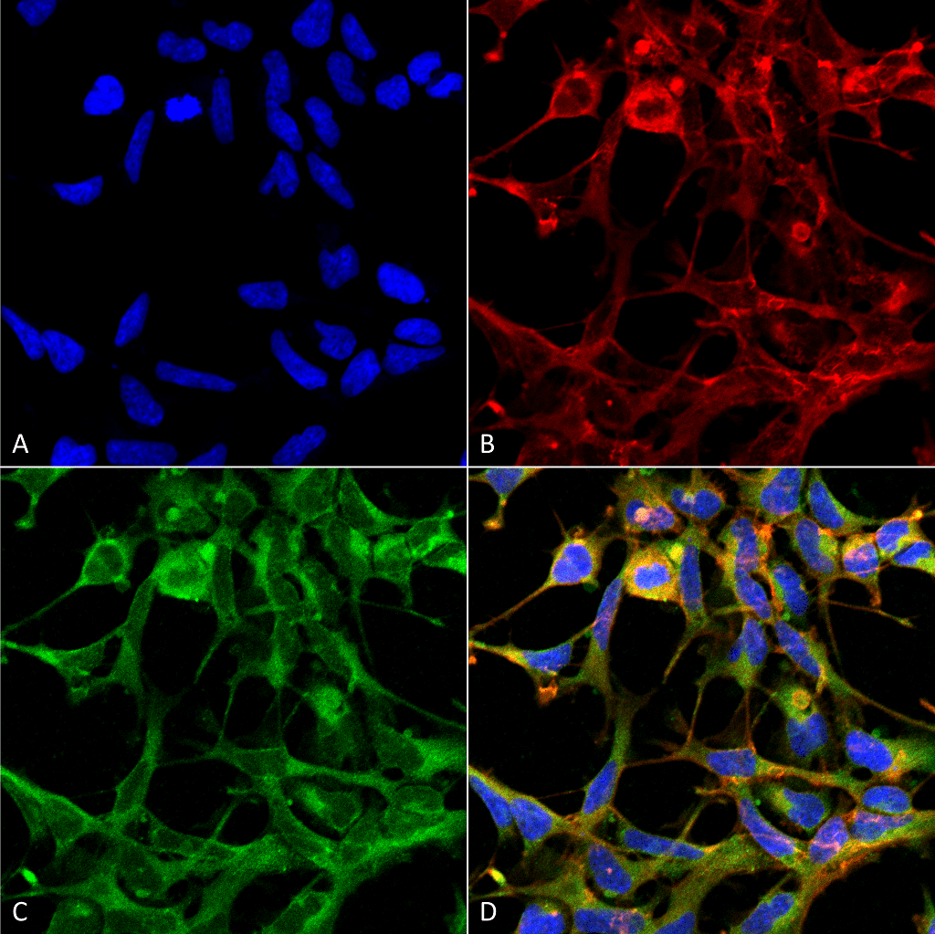 Monoclonal Mouse anti-All species NO Tryptophan (Nitrotryptophan) Antibody (clone 2D12, PerCP, IF, WB)