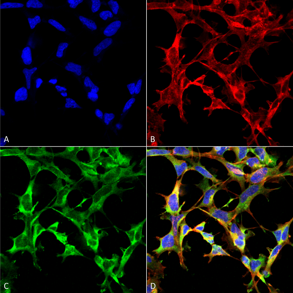 NO Tryptophan (Nitrotryptophan) Antibody (clone 4F8)