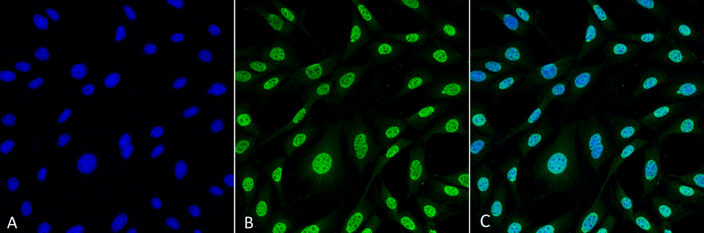 HMOX1 / HO-1 Antibody (clone 6B8-2F2)