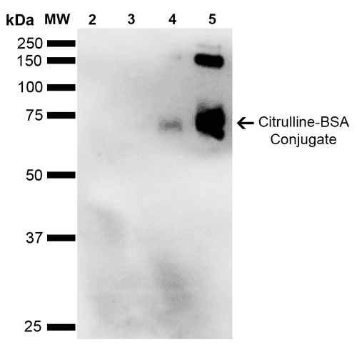 Citrulline Antibody (clone 2D3.1, Biotin)