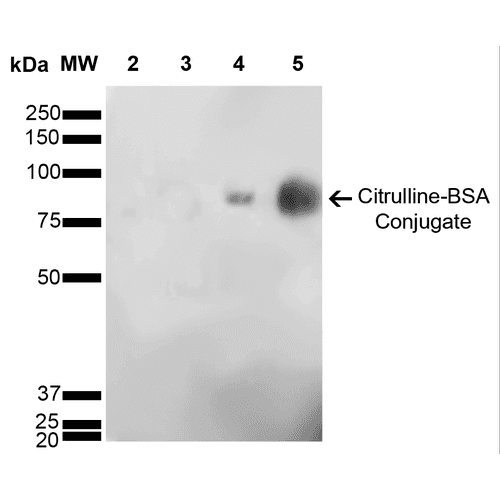 Citrulline Antibody (clone 6C2.1)