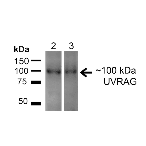 Polyclonal Rabbit anti-Human UVRAG Antibody (Atto 488, IF, WB)
