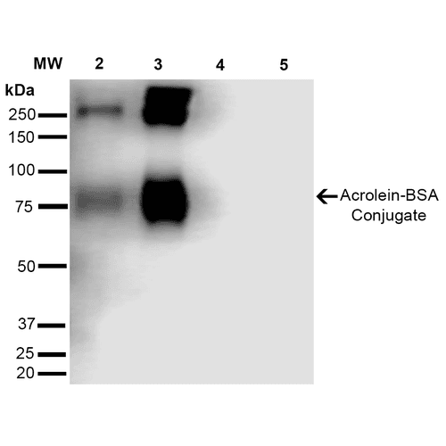 Acrolein Antibody (clone 10A10)