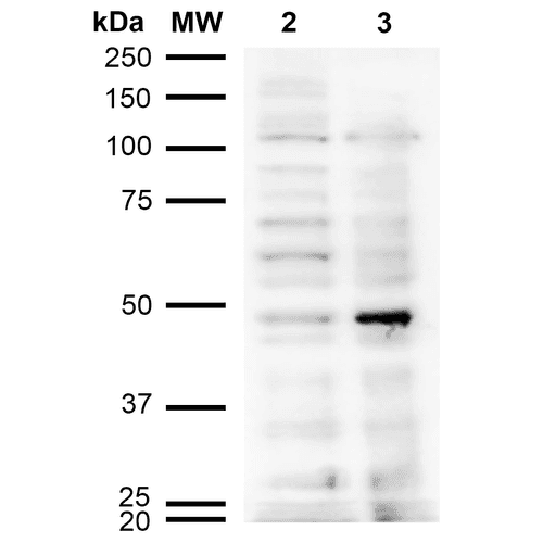Acrolein Antibody (clone 10A10, RPE)