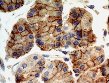 Monoclonal Mouse anti-Human TLR9 Antibody (clone TR9541, N-Terminus, IHC, WB)