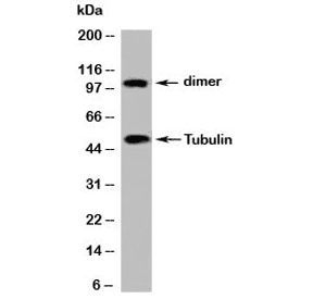 Beta Tubulin Antibody (C-Terminus)