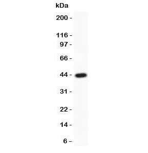 Polyclonal Rabbit anti-Human MYD88 Antibody (IHC, WB)