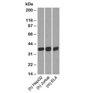 Monoclonal Mouse anti-Human GAPDH Antibody (clone GAP259, C-Terminus, WB)