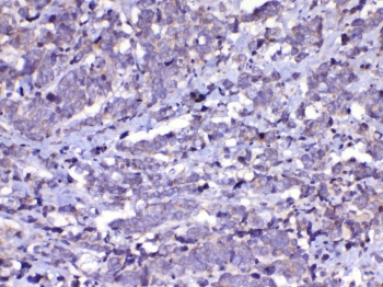 CDC20 Antibody