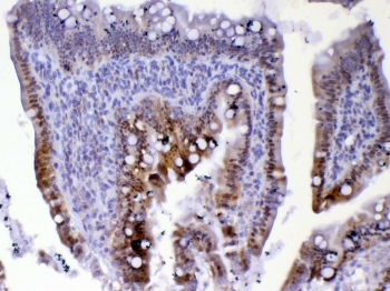 CDC20 Antibody