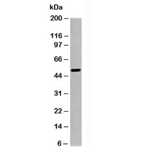 Polyclonal Rabbit anti-Human SGK1 / SGK Antibody (C-Terminus, WB)