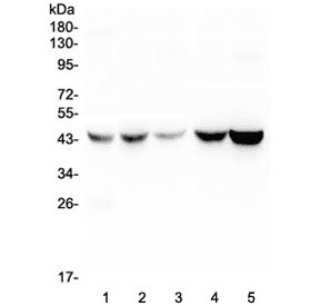 Polyclonal Rabbit anti-Human AMBP Antibody (IHC, WB)