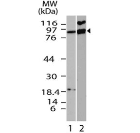 Polyclonal Rabbit anti-Mouse Ifi204 Antibody (N-Terminus, WB)