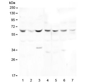 Polyclonal Rabbit anti-Human DOK7 Antibody (IF, WB)
