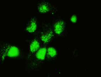Polyclonal Rabbit anti-Human DOK7 Antibody (IF, WB)