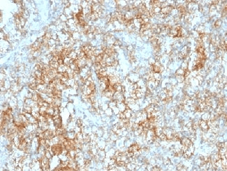 Basigin / Emmprin / CD147 Antibody (clone 8D6)