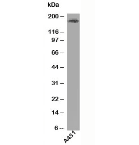 EGFR Antibody (clone H9B4)