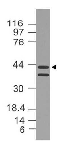 Polyclonal Rabbit anti-Mouse DNMT3L Antibody (WB)