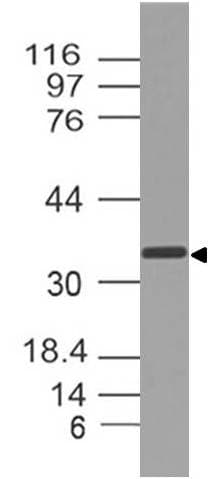 Polyclonal Rabbit anti-Human Osteonectin / SPARC Antibody (WB)