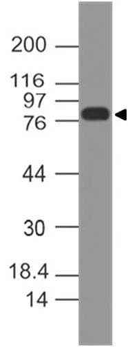 Polyclonal Rabbit anti-Human MCM7 Antibody (WB)