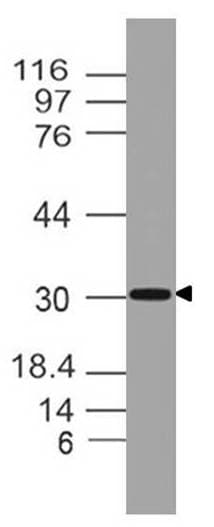 Monoclonal Mouse anti-Human TSLP Antibody (WB)