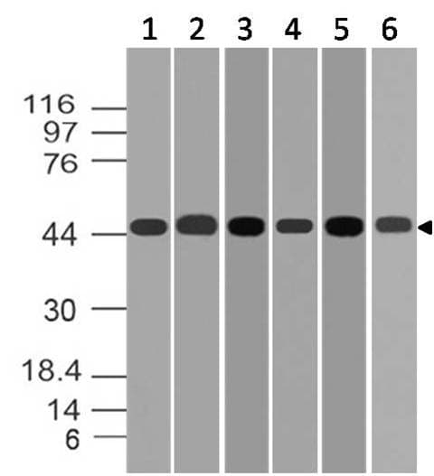Polyclonal Rabbit anti-Human MAP2K2 / MKK2 / MEK2 Antibody (WB)