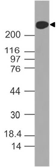 CD45 / LCA Antibody (clone EO-1)