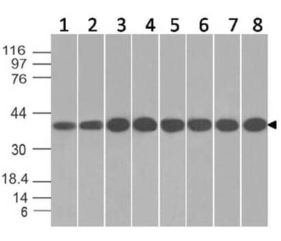 Monoclonal Mouse anti-Human ANXA1 / Annexin A1 Antibody (WB)