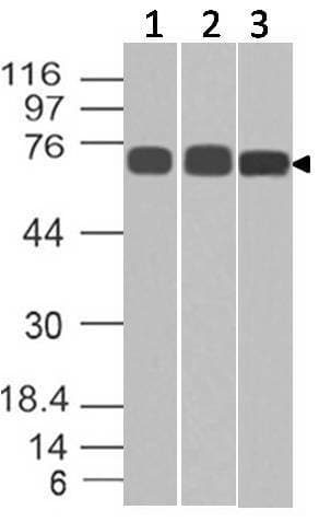 Polyclonal Rabbit anti-Rat LMNA / Lamin A+C Antibody (WB)