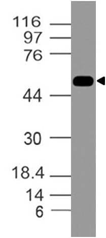 Monoclonal Mouse anti-Human TNFRSF10A / DR4 Antibody (WB)