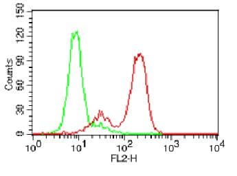 Monoclonal Mouse anti-Human TNFRSF10A / DR4 Antibody (WB)