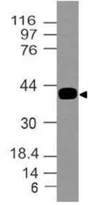 Monoclonal Mouse anti-Human CD209 / DC-SIGN Antibody (WB)
