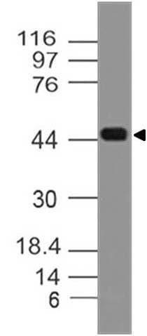 Monoclonal Mouse anti-Human CD209 / DC-SIGN Antibody (WB)