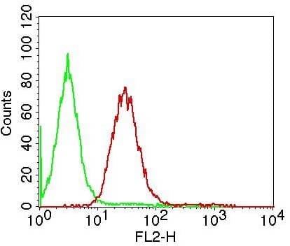 Monoclonal Mouse anti-Human TP73 / p73 Antibody (WB)