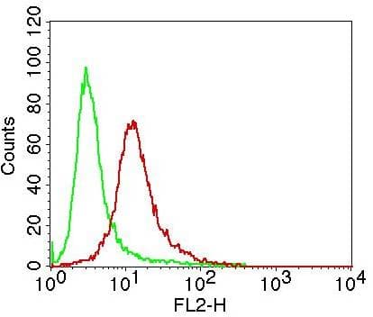 Monoclonal Mouse anti-Human TP73 / p73 Antibody (WB)